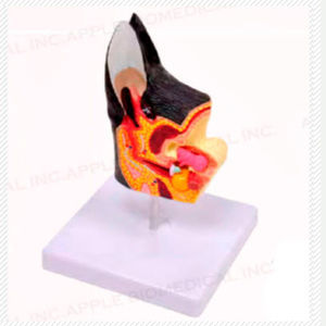 modelo anatómico de oreja 1