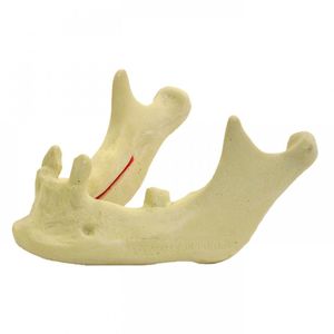 modelo anatómico mandibular / de formación