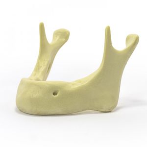 modelo anatómico de hueso