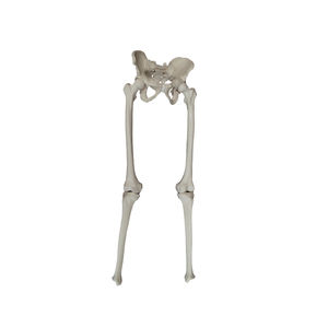 modelo anatómico pelvis / cadera / de esqueleto / tibia