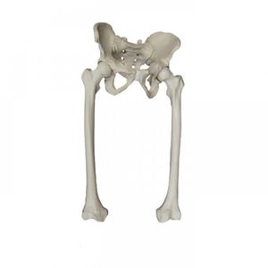 modelo anatómico cadera / pelvis / de esqueleto / fémur