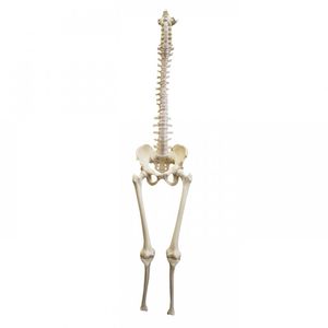 modelo anatómico pelvis