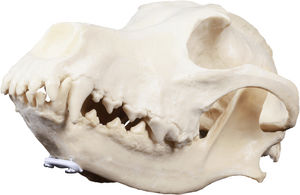modelo anatómico de cráneo