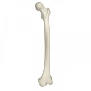 modelo anatómico de fémur 1