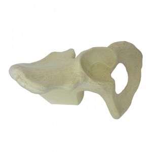 modelo anatómico de hueso 1