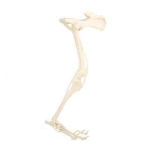 modelo anatómico de pelvis