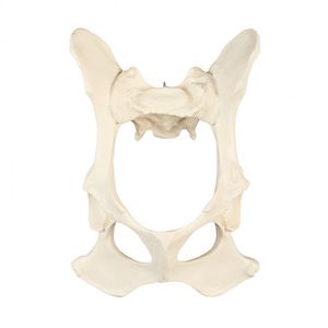 modelo anatómico de pelvis 1
