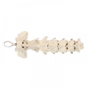 modelo anatómico de columna vertebral cervical