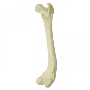 modelo anatómico de fémur 1