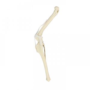 modelo anatómico de rodilla