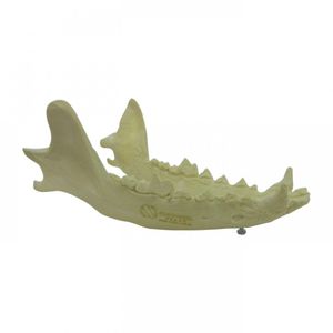 modelo anatómico de mandíbula 1