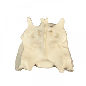 modelo anatómico de pelvis 1