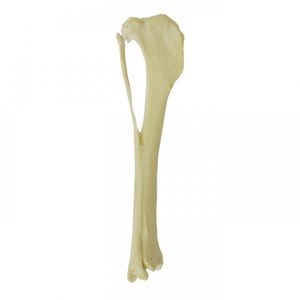 modelo anatómico de tibia 1