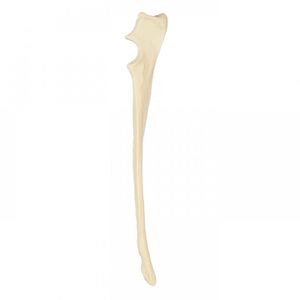 modelo anatómico de cúbito 1