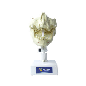 modelo anatómico mandíbula / maxilar / de dentadura / de formación
