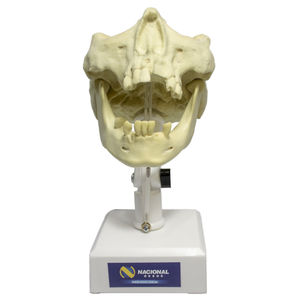 modelo anatómico de mandíbula