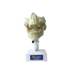 modelo anatómico de mandíbula