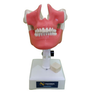 modelo anatómico de mandíbula