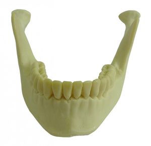 modelo anatómico de hueso