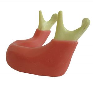 modelo anatómico de hueso