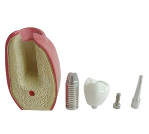 modelo anatómico para odontología 1
