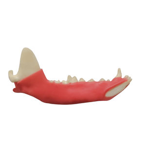 modelo anatómico de mandíbula 1