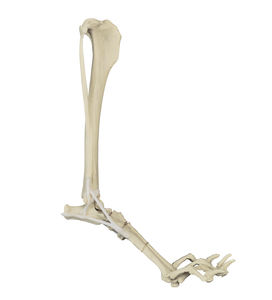 modelo anatómico de hueso