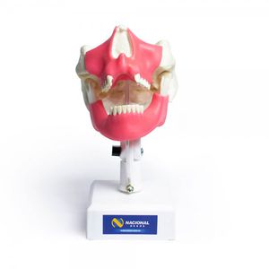 modelo anatómico de mandíbula