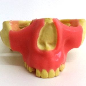modelo anatómico de maxilar 1