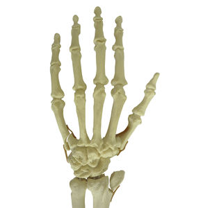 modelo anatómico de hueso 1