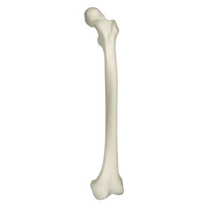 modelo anatómico de hueso 1