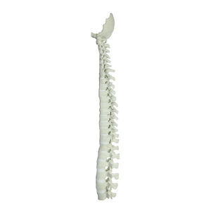 modelo anatómico de columna vertebral