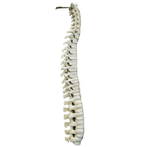 modelo anatómico de columna vertebral