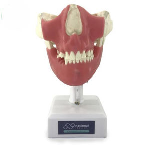 maniquí de prácticas para endodoncia