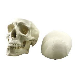 modelo anatómico de cráneo 1