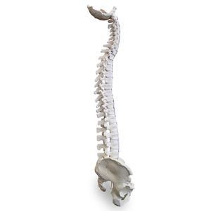 modelo anatómico de pelvis 1