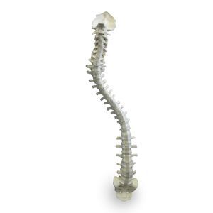 modelo anatómico de columna vertebral 1