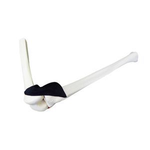 modelo anatómico de rodilla