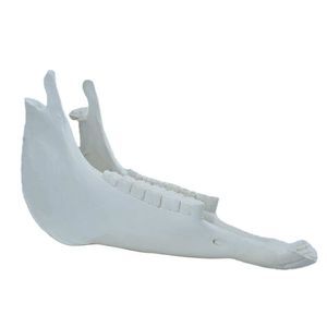 modelo anatómico de mandíbula 1