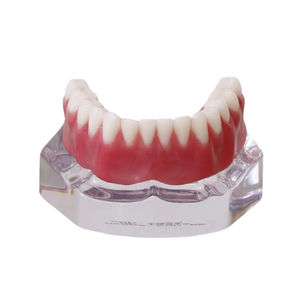modelo anatómico de dentadura 1