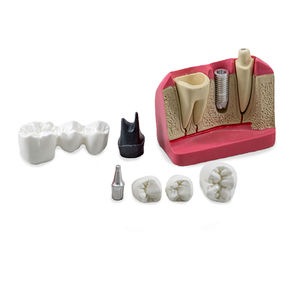 modelo anatómico para odontología 1