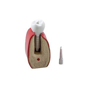 modelo anatómico para odontología 1