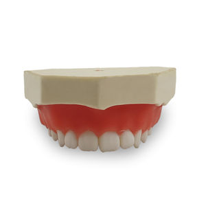 modelo anatómico de dientes 1
