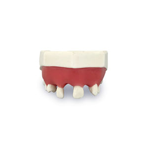 modelo anatómico de dientes 1