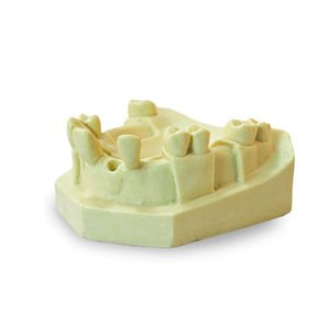 modelo anatómico de dientes 1