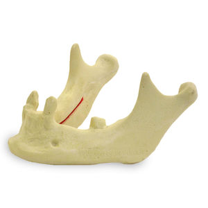 modelo anatómico de hueso 1