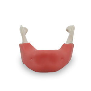modelo anatómico de hueso 1
