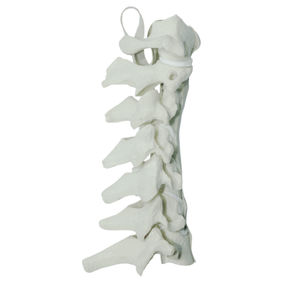 modelo anatómico de columna vertebral cervical