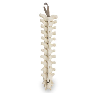 modelo anatómico de columna vertebral