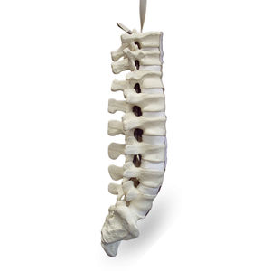 modelo anatómico de la columna vertebral lumbar
